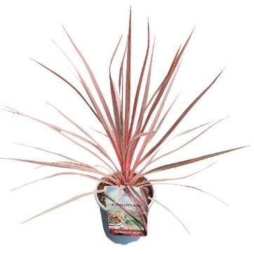 Picture of Cordyline australis Charlie Boy P17 (2 Ltr)