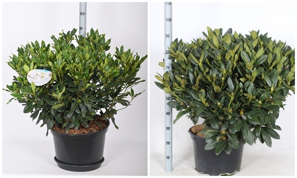 Picture of Trolley Deal 2024 Rhododendron hybride in varieties P38 (25 Ltr) 90 cm F.O (158)