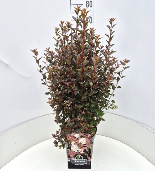 Image de Physocarpus opu. Little Devil P29 (10 Ltr)