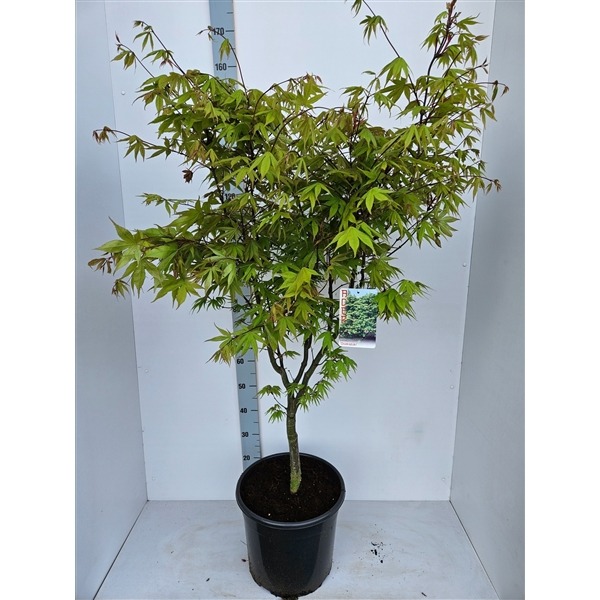 Picture of Acer pal. Osakazuki P36 (20 Ltr) 100/+