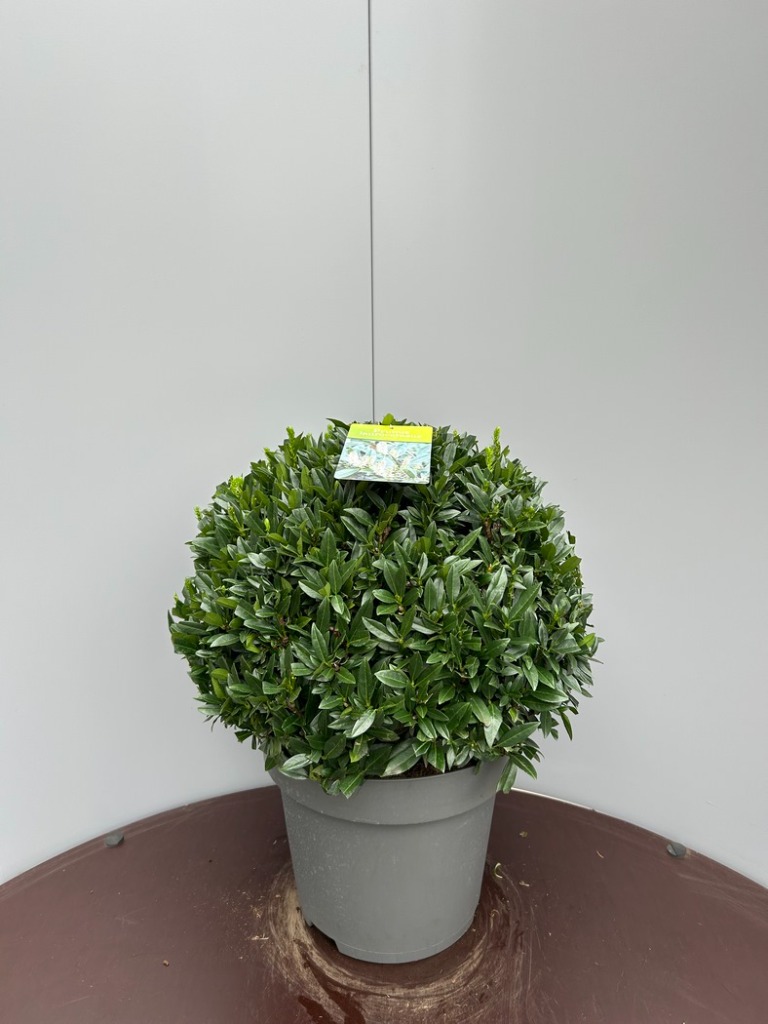 Prunus laur. Gajo