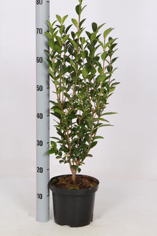 Picture of Ligustrum ovalifolium P19 (3 Ltr) 80/100