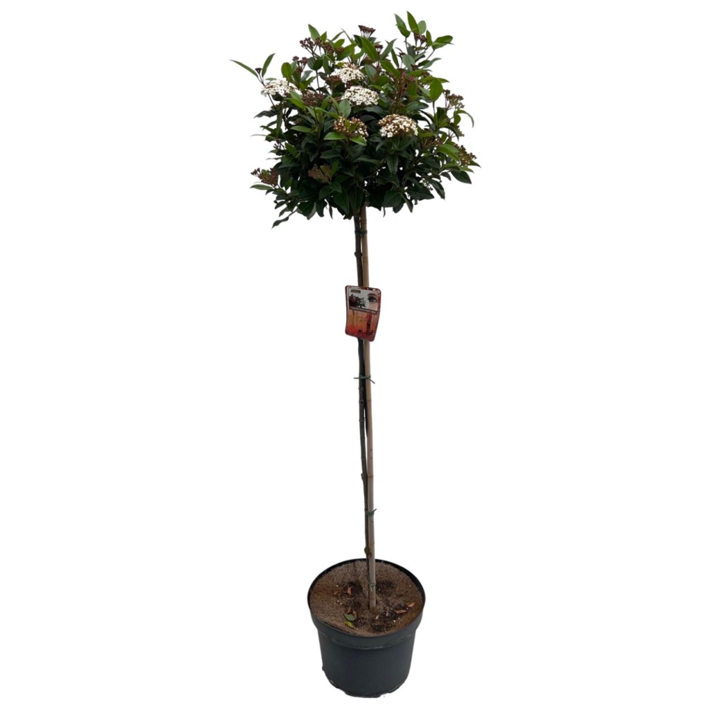 Picture of Viburnum tinus Spirit P29 (10 Ltr) 100/STD