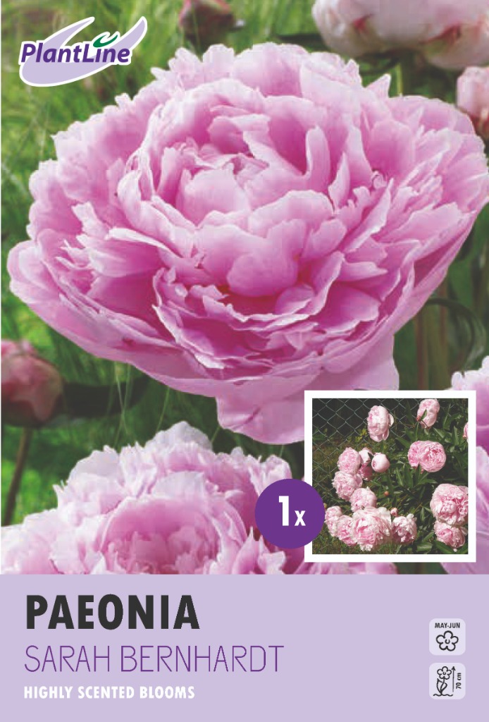 Picture of PAEONIA LACTIFLORA SARAH BERNHARDT 10-BAGS-WITH-1 PAEONIA-IN-BOX