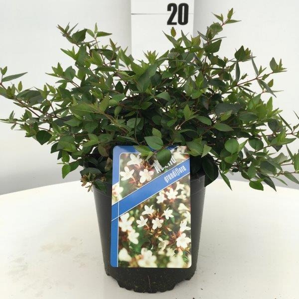 Picture of Abelia grandiflora P17-(2.5-LTR)