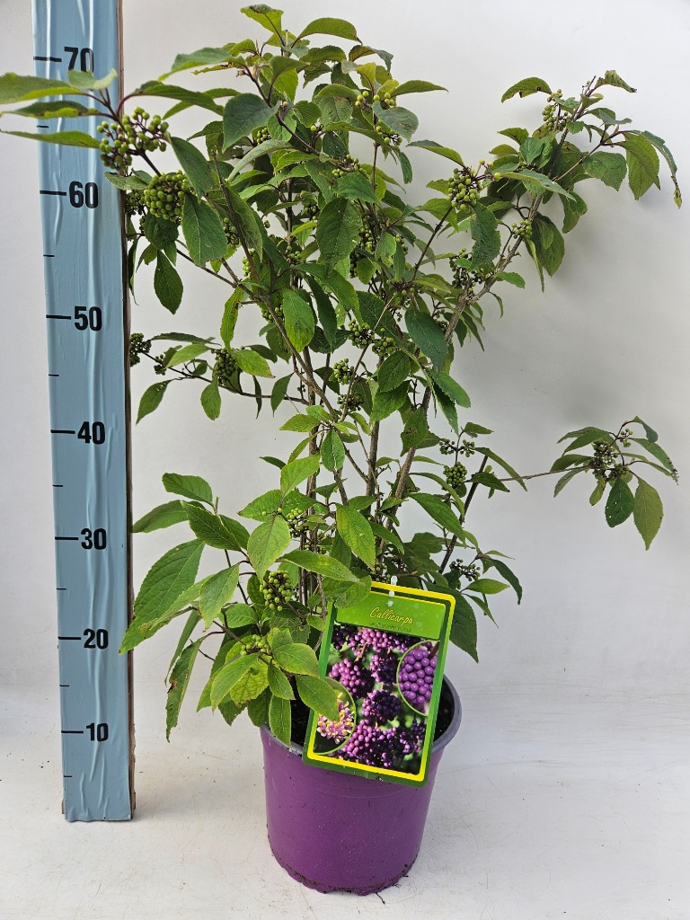 Picture of Callicarpa bodinieri Profusion P21 (4 Ltr) 40/50