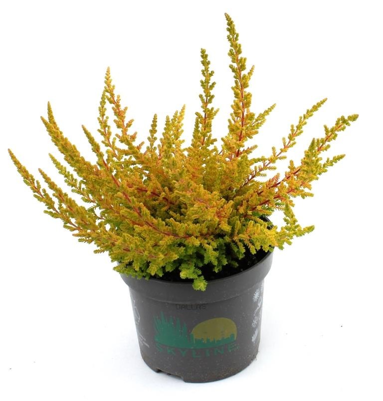 Picture of Calluna Beauty Ladies Skyline Dallas (orange) P9.5 15-CM