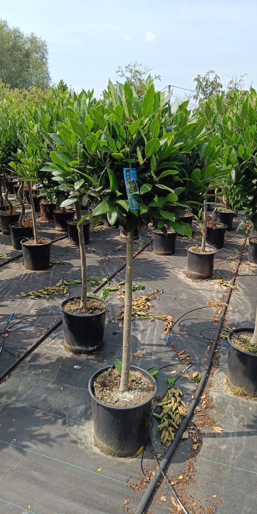 Laurus nobilis