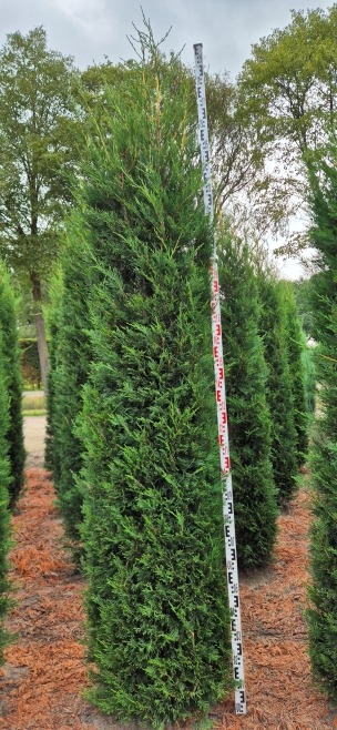 Image de Cupressocyparis leylandii 2001 EXTRA ROOTBALL 200/225cm