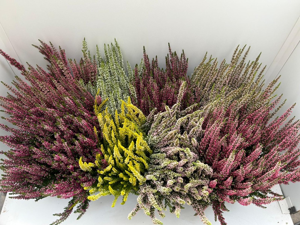 Picture of Trolley Deal 2025 Calluna Beauty Ladies in varieties P13
