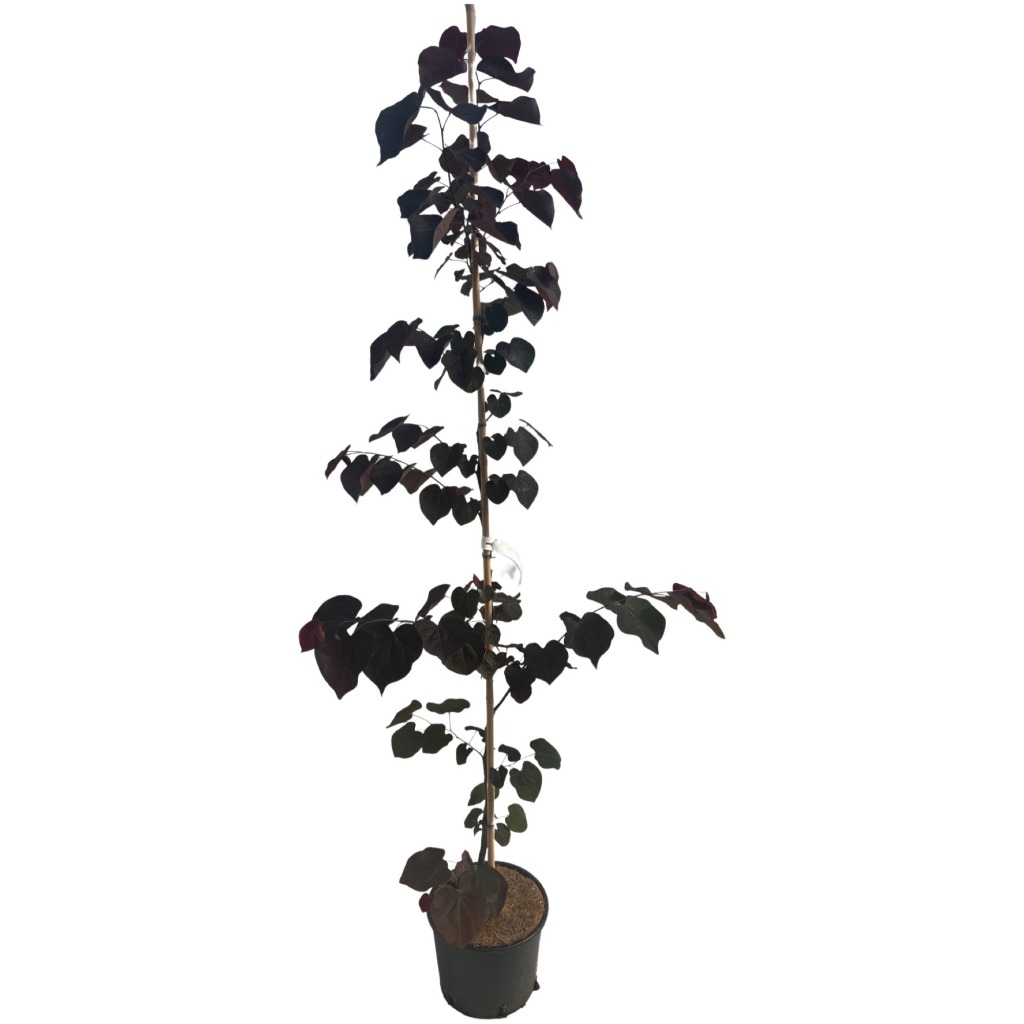 Cercis can. Ace of Spades