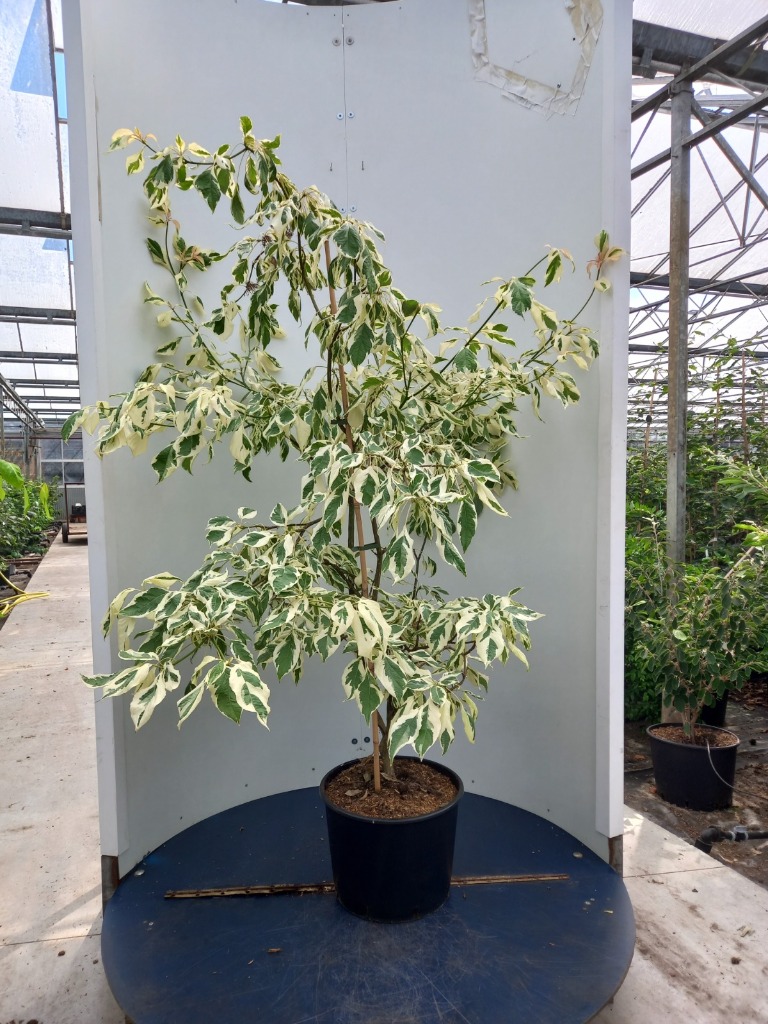 Picture of Cornus controversa Variegata P36 (20 Ltr) 125/150