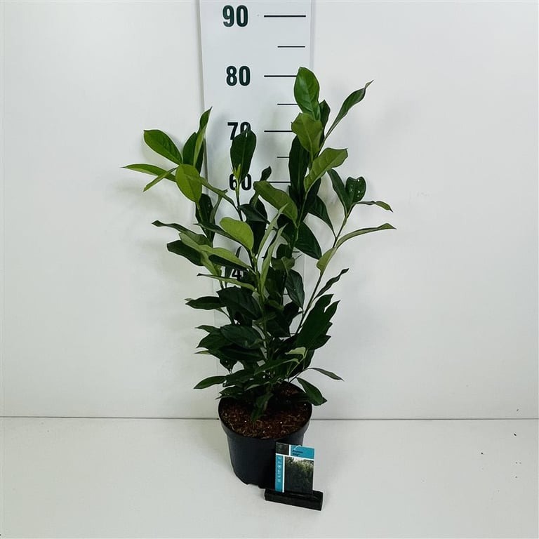 Picture of Prunus laur. Elly P20 (3,5 Ltr) 50/60