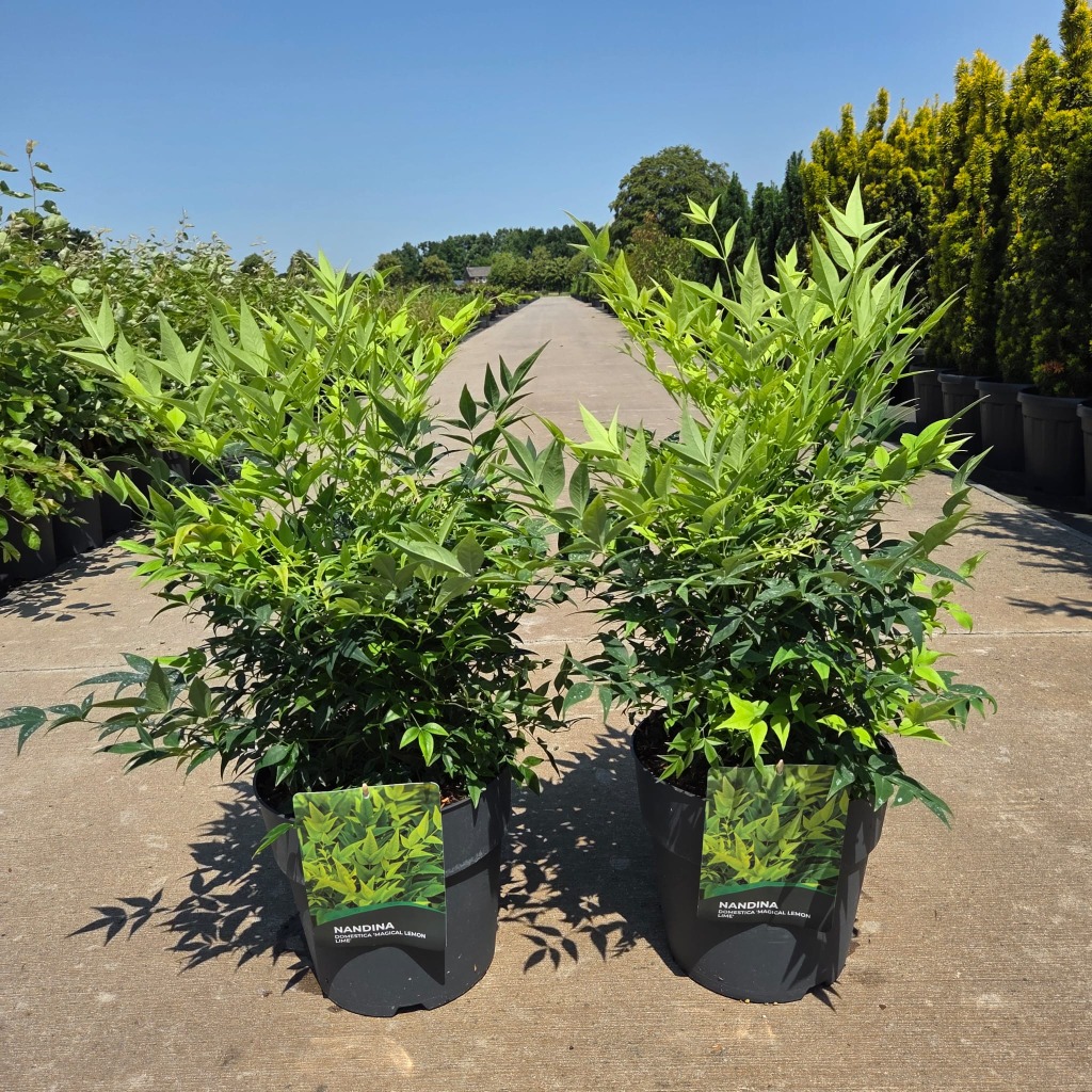 Nandina dom. Lemon and Lime