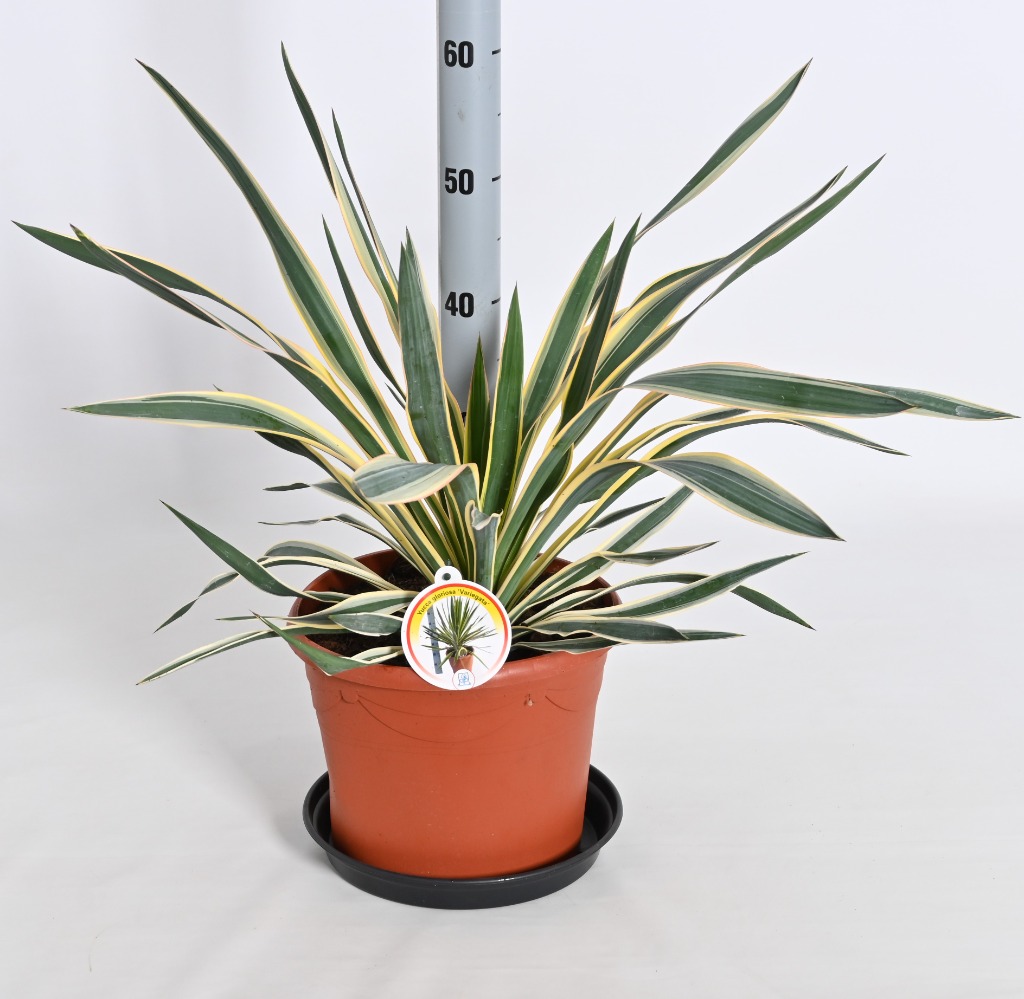 Picture of Yucca gloriosa variegata P26 (7.5 Ltr)