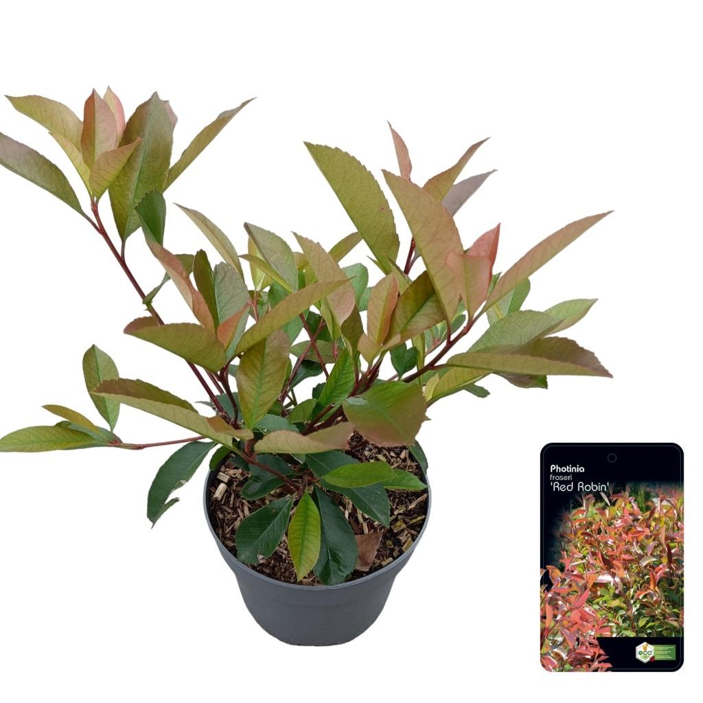 Picture of Photinia fras. Red Robin P17 (2 Ltr)