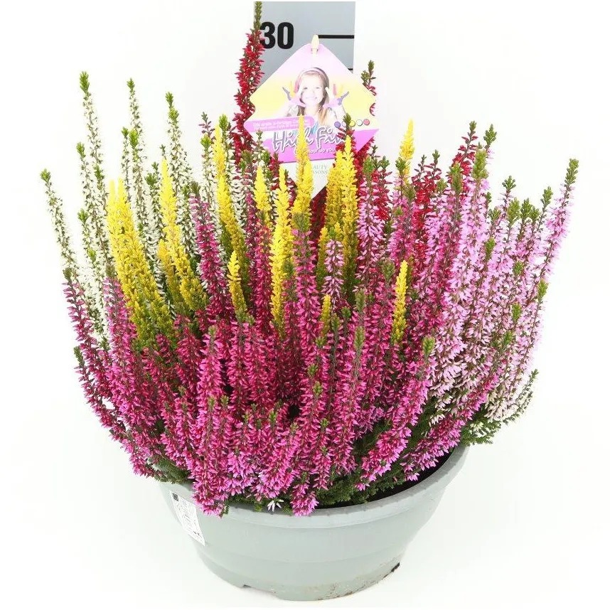 Billede af Calluna Beauty Ladies High Five® Bowl P23