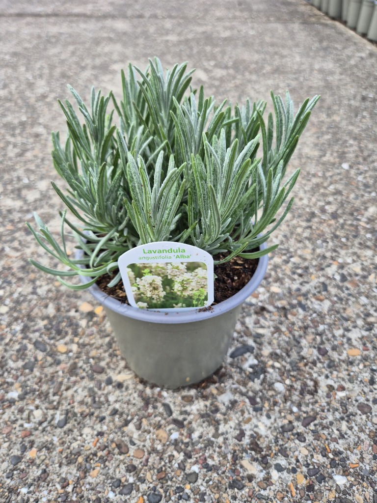 Obrazek Lavandula ang. Alba P14