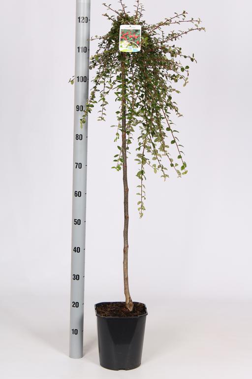 Picture of Cotoneaster suec. Coral Beauty C4.5 80CM-STD