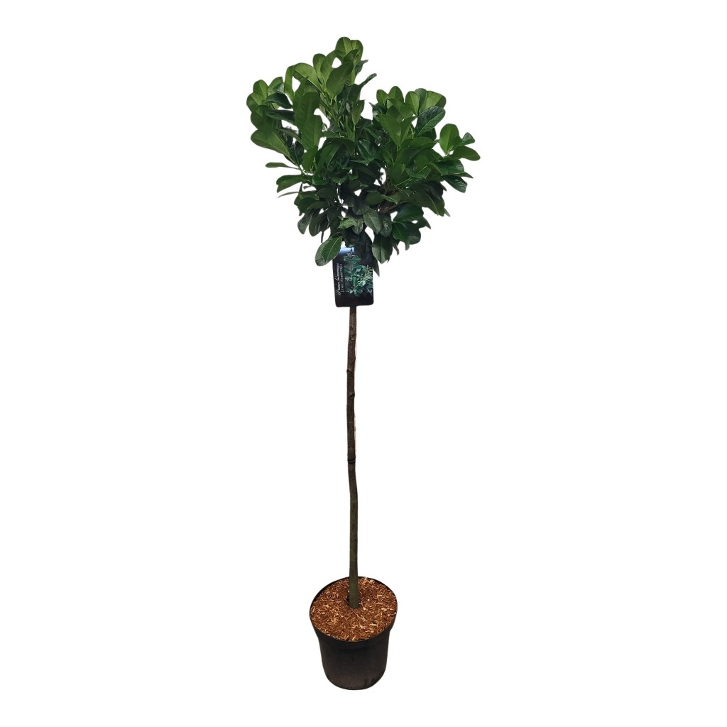 Prunus laur. Etna