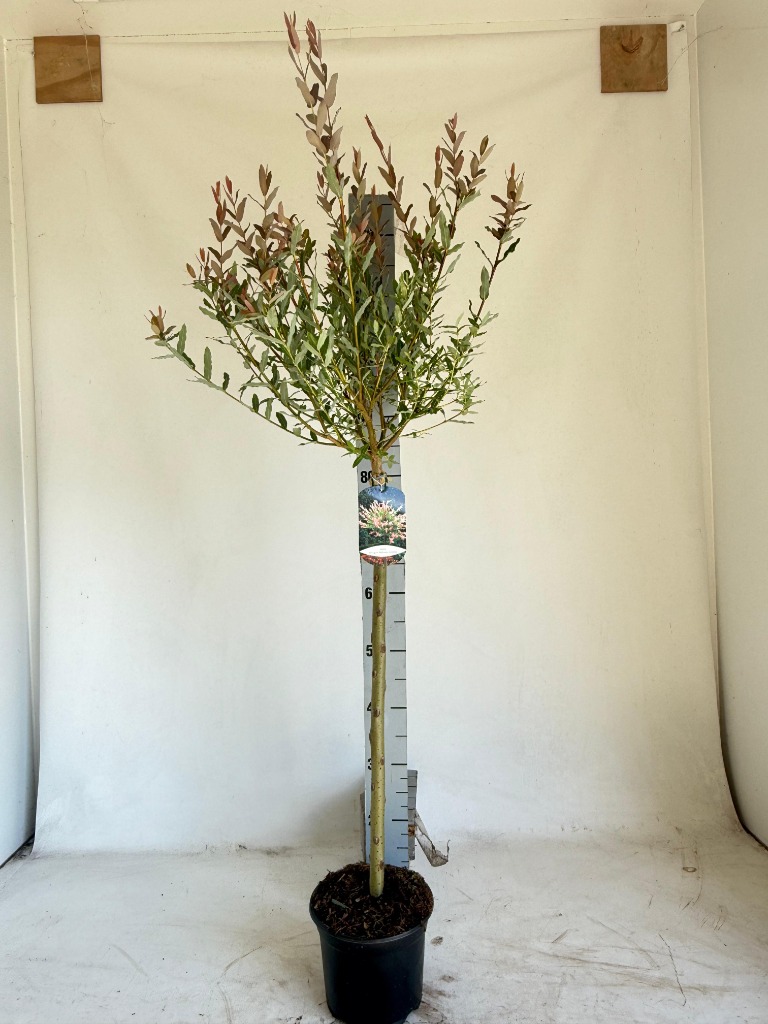 Picture of Salix integra Hakuro-nishiki P19 (3 Ltr) 60/STD