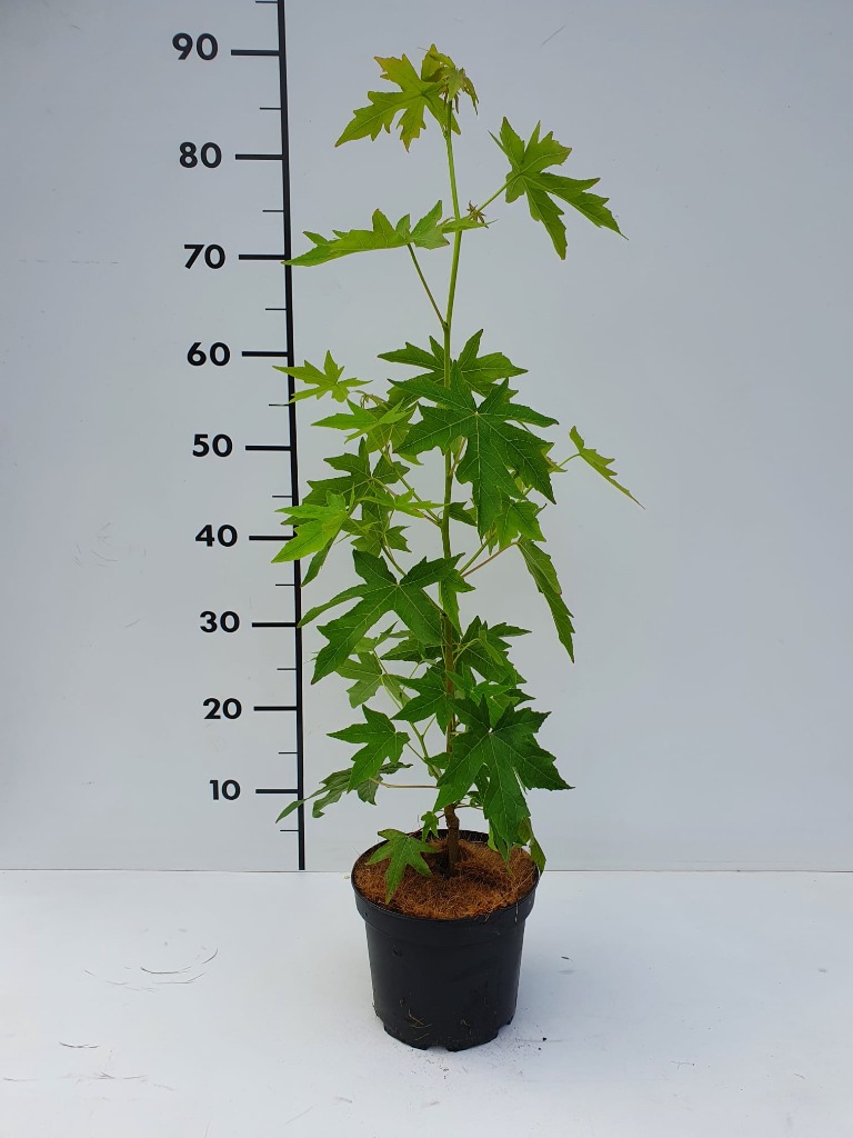 Picture of Liquidambar styr. Worplesdon P17 (2 Ltr)