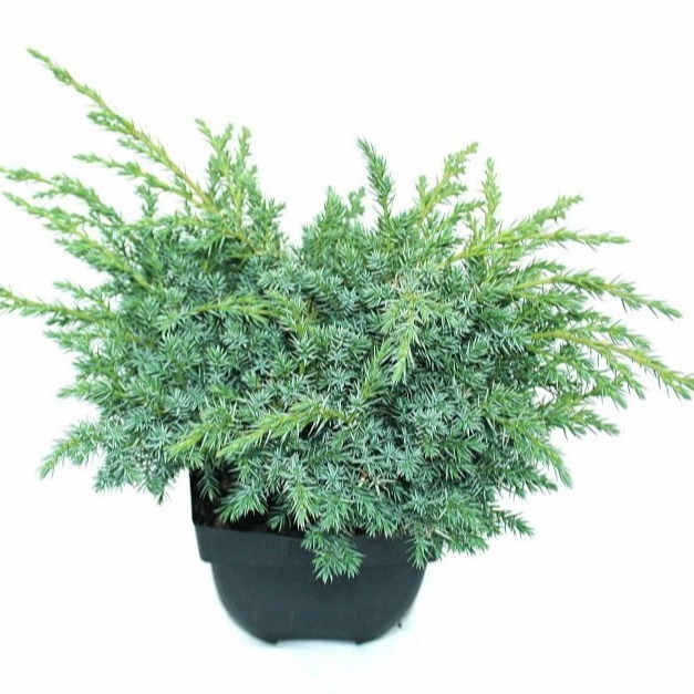 Picture of Juniperus squamata Blue Swede P17 (2 Ltr) 20/25