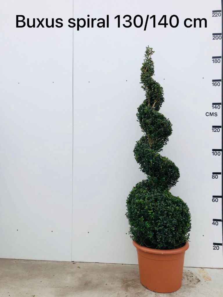 Picture of Buxus Sempervirens P40-(30-LTR) SPIRAL-130/140