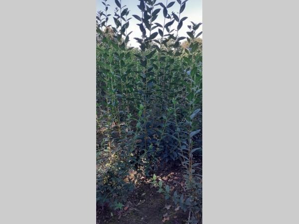 Picture of Ligustrum vulg. Atrovirens ROOTBALL 80/100CM