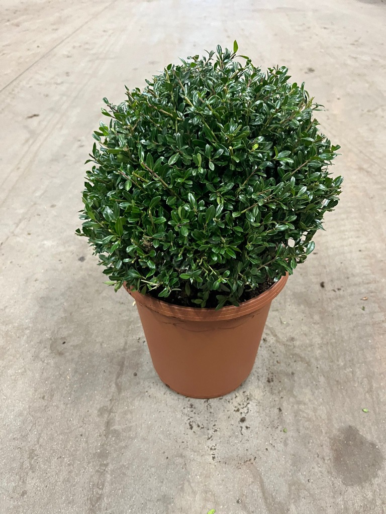 Picture of Ilex cren. Stokes P24 (6 Ltr) BALL-25CM