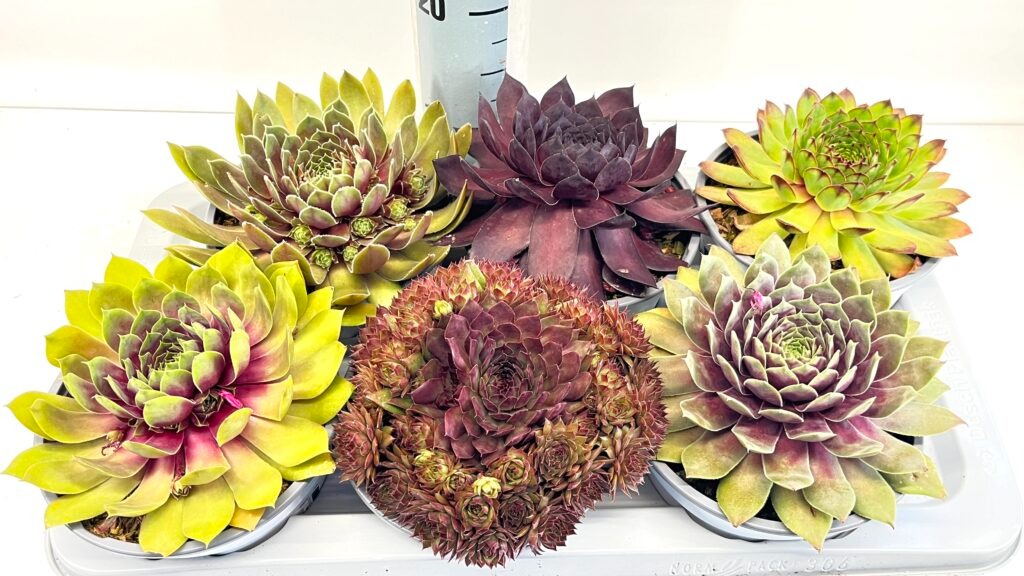 Picture of Sempervivum Big Sam in varieties P17 (2 Ltr) 25-CM