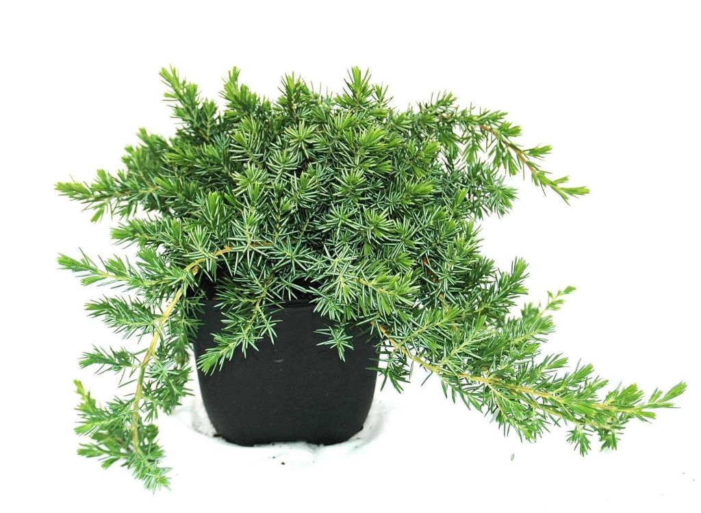 Picture of Juniperus conferta Blue Pacific P17 (2 Ltr)