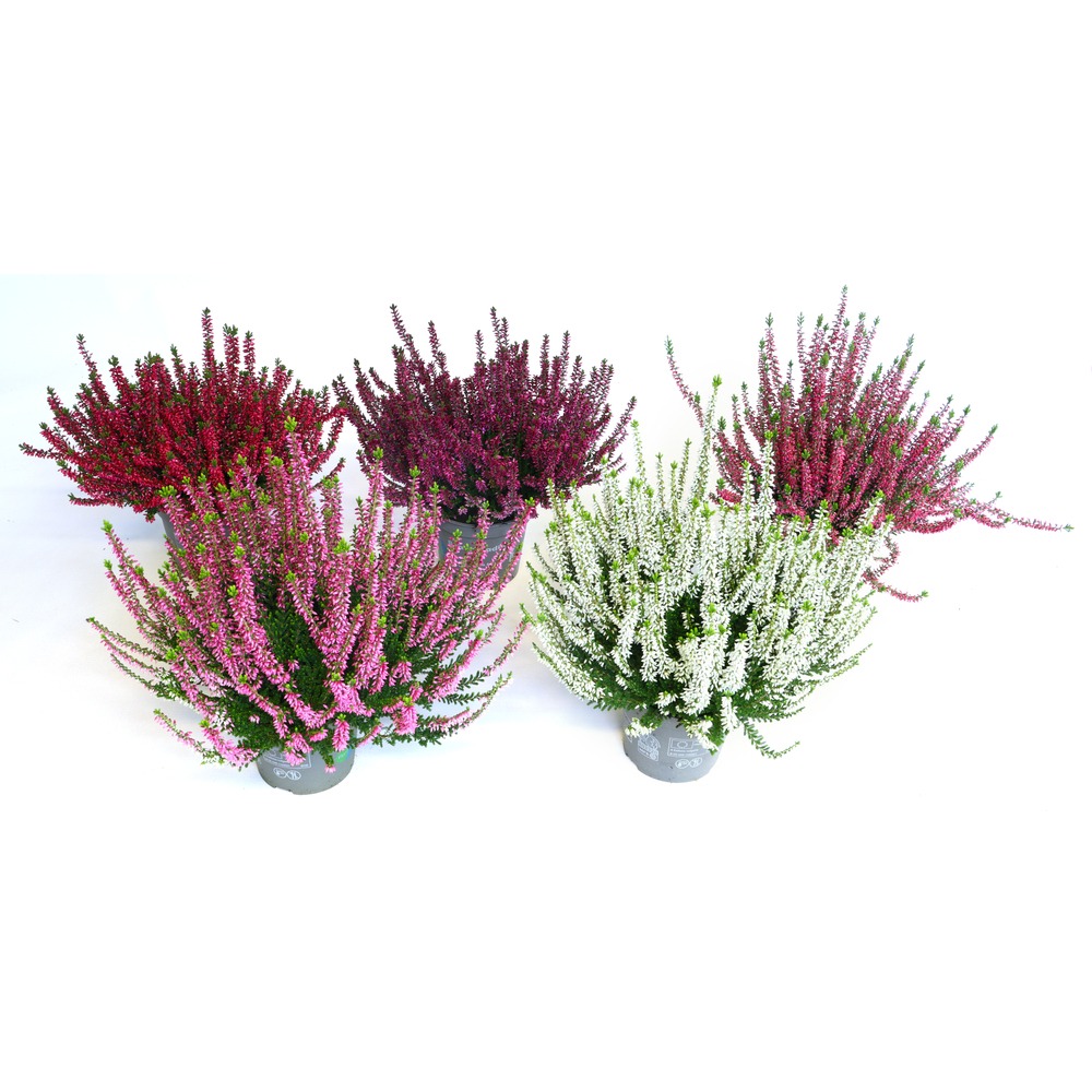 Calluna vulgaris Beauty Ladies in varieties