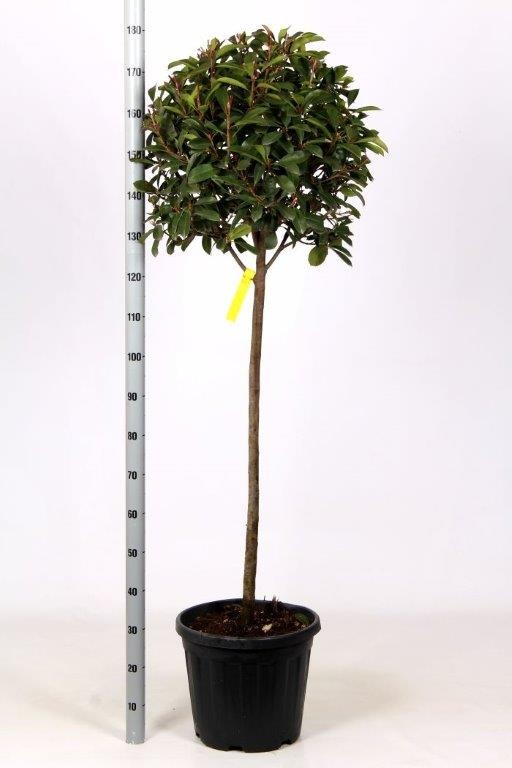 Picture of Photinia fraseri Red Robin C18 1/2 std 40/50 head