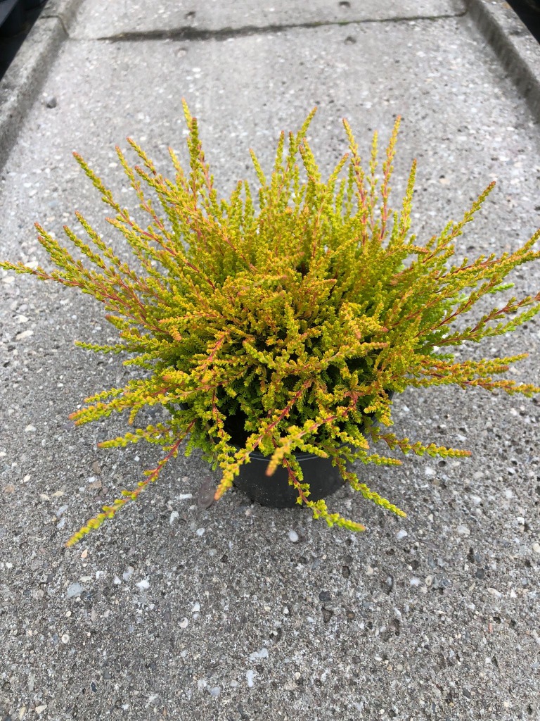 Picture of Calluna vulgaris Boskoop Yellow P11 20-CM