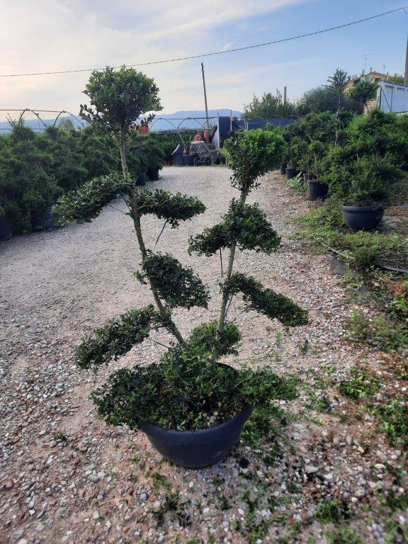 Picture of Ilex crenata Kinmee P30 bowl Bonsai-70/80