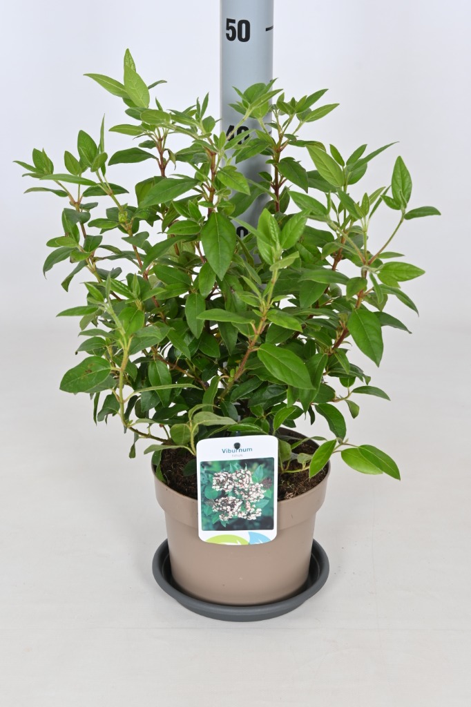 Picture of Viburnum tinus P17 (2 Ltr)