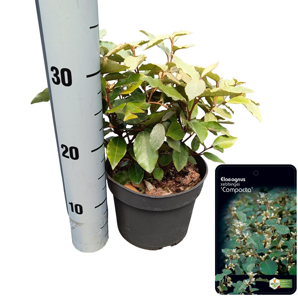 Picture of Elaeagnus ebb. Compacta P17 (2 Ltr)