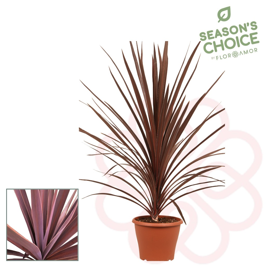 Picture of Cordyline australis Red Star P21 (4 Ltr)