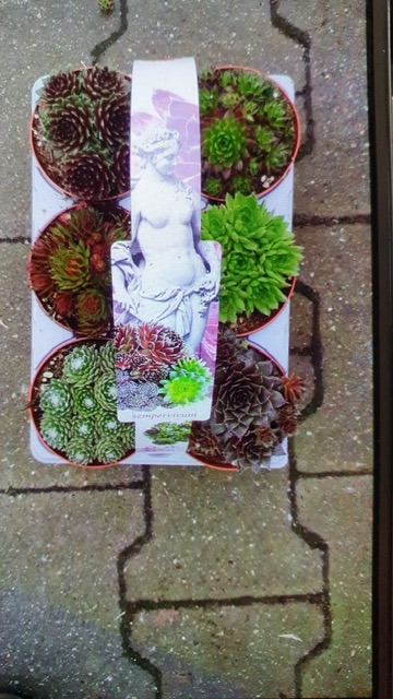 Picture of Sempervivum in varieties 6-PACKS