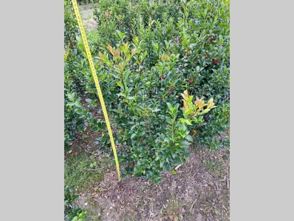 Picture of Ilex meserveae Blue Maid ROOTBALL/JUTE 80/100CM