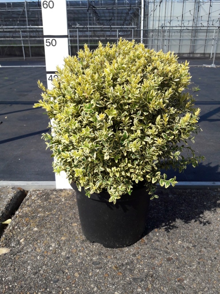 Picture of Buxus sempervirens Elegans P23 (5 Ltr) BALL-30-CM