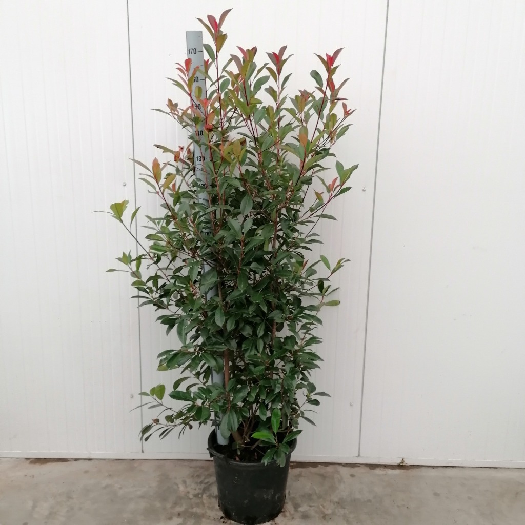 Picture of Photinia fras. Red Robin P40-(30-LTR) 150-175