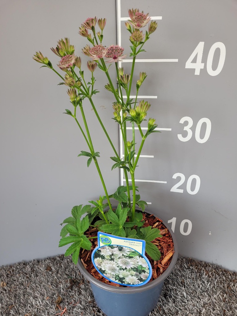 Picture of Astrantia major Florence P17 (2 Ltr) WITH-LABEL