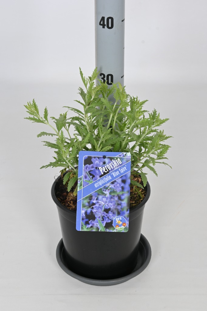 Picture of Perovskia atripl. Blue Spire P17-(2.5-LTR)