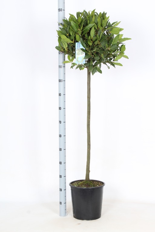 Picture of Laurus nobilis P29 (10 Ltr) 80/STD-40/45-HEAD