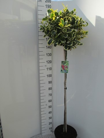 Picture of Ilex altaclerensis Golden King P32 (15 Ltr) 100/STD