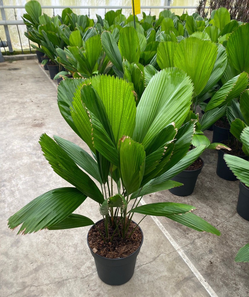 Licuala grandis
