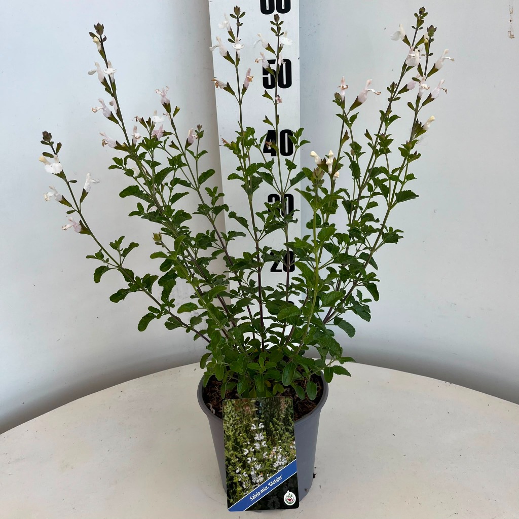 Salvia micr. Gletsjer