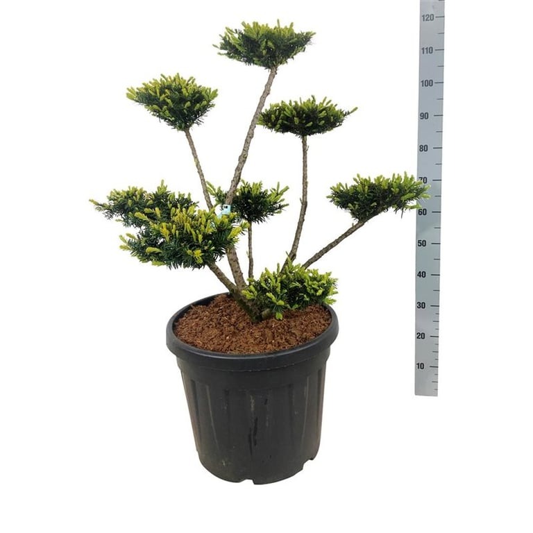 Picture of Taxus media Farmen C45 BONSAI-80/100